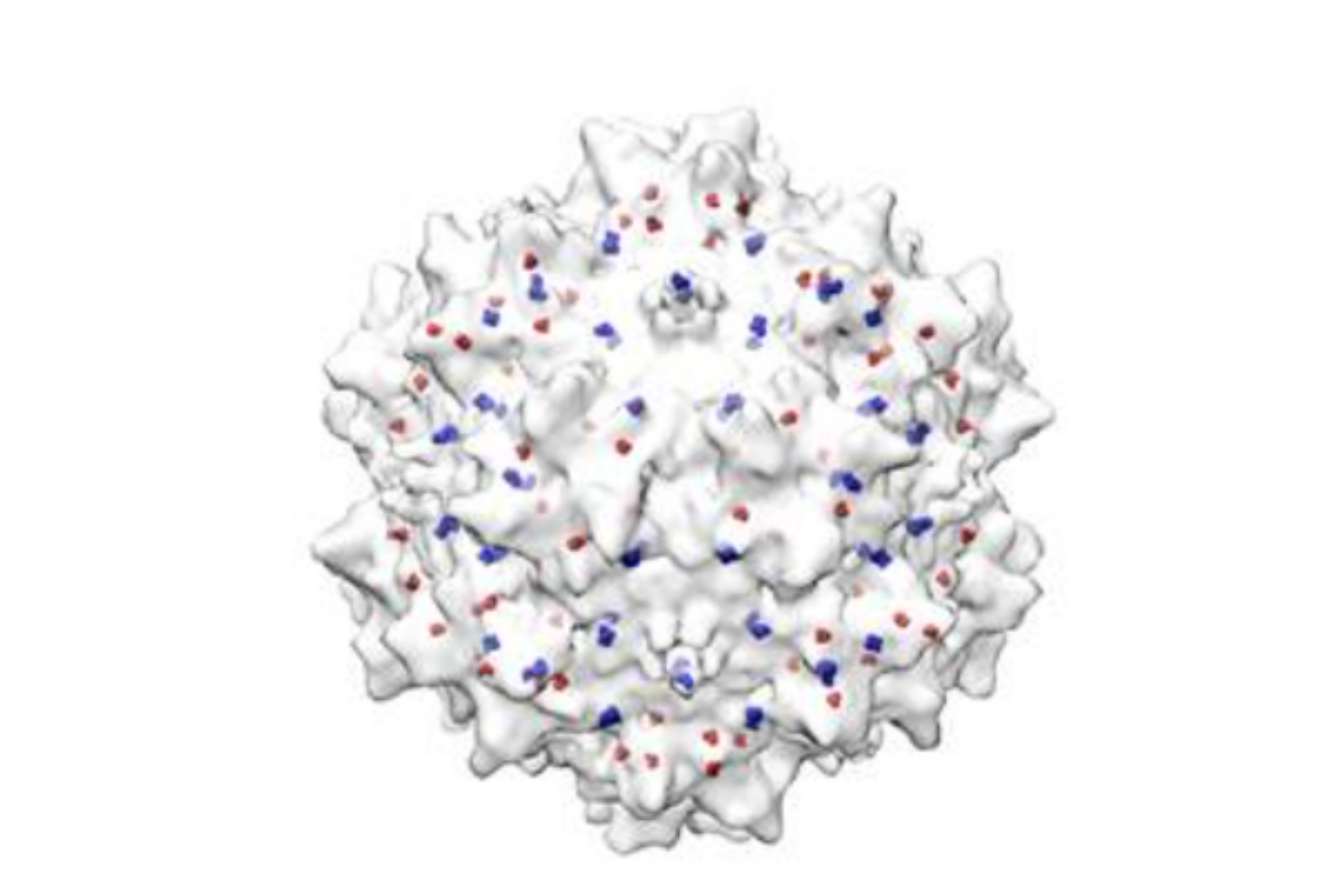 글루진테라퓨틱스와 연세대에서 공동개발한 AAVp2V 벡터